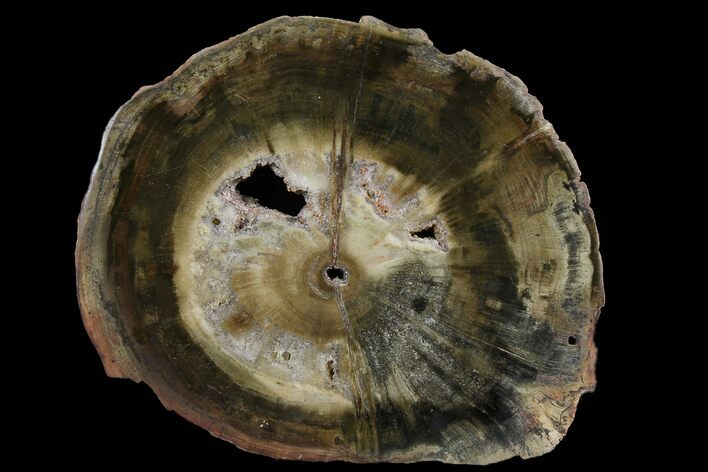 Triassic Petrified Wood (Woodworthia) Round - Zimbabwe #167930